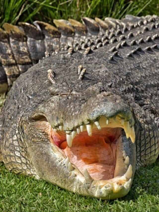 Animali più pesanti: coccodrillo d'acqua salata