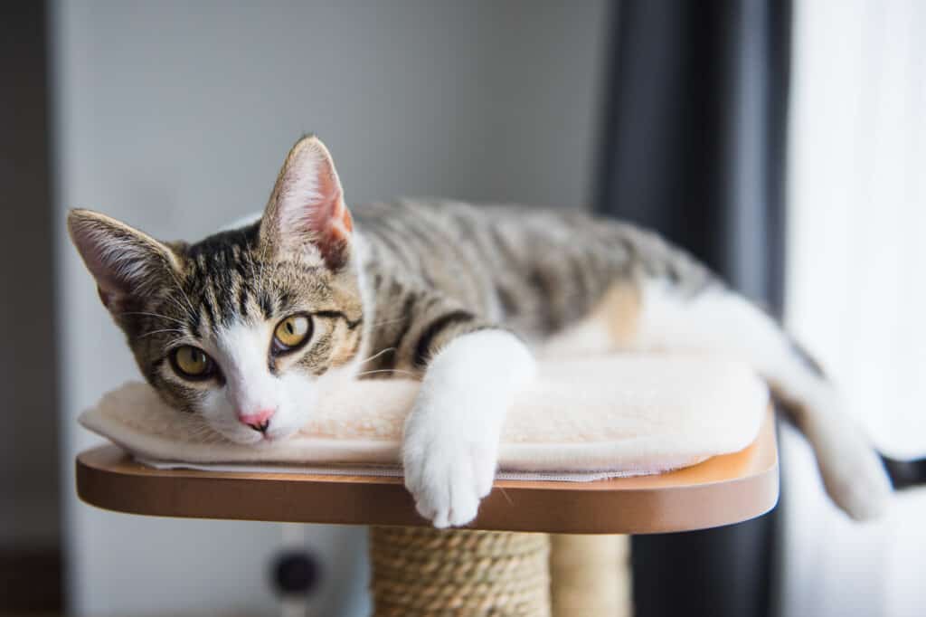 Gattino sveglio che riposa in cima a un albero del gatto dell'interno