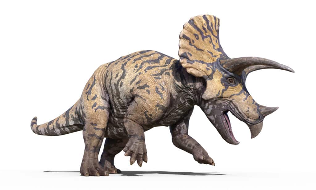 triceratopo