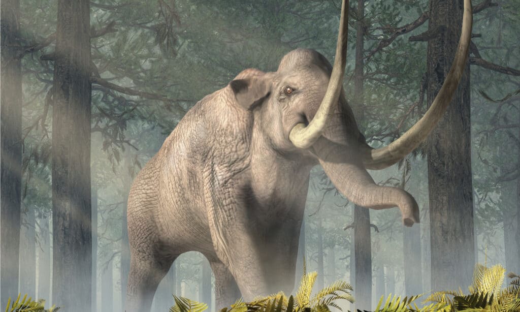 mammut colombiano