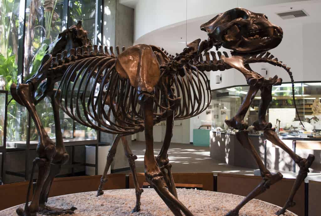 Orso gigante dalla faccia corta