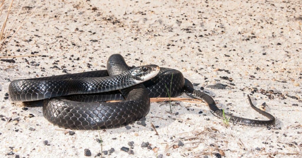 corridore nero contro serpente di ratto nero