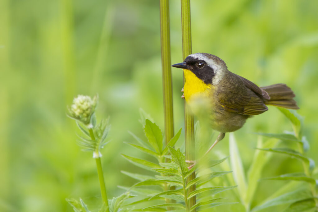 Maschio Yellowthroat comune, Geothlypis trichas, posatoi su un'erbaccia in primavera.