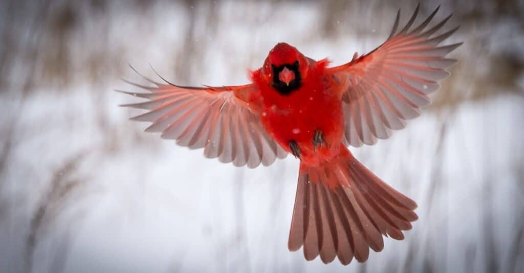 cardinale settentrionale in volo nevoso