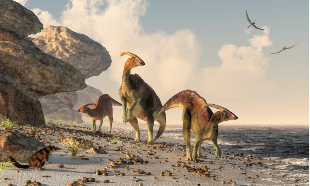 Parasaurolophus probabilmente usava il suo stemma come strumento di comunicazione