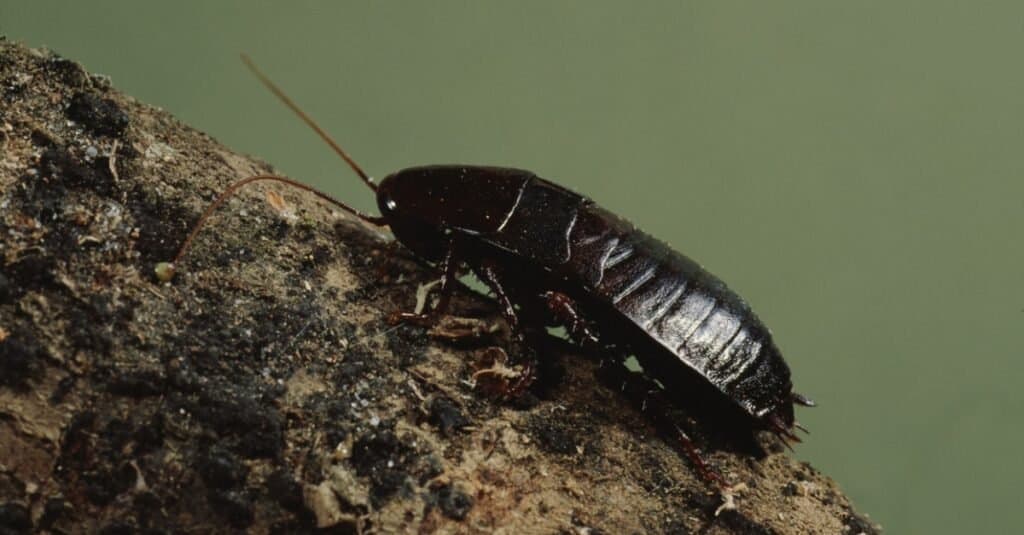 Cosa mangiano gli insetti acquatici?