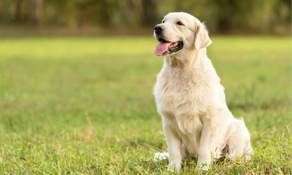 perché i cani trascinano il sedere