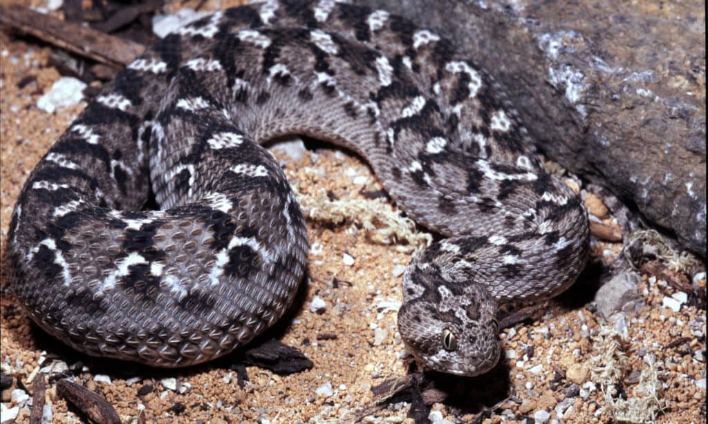 Vipera squamata di Sochurek