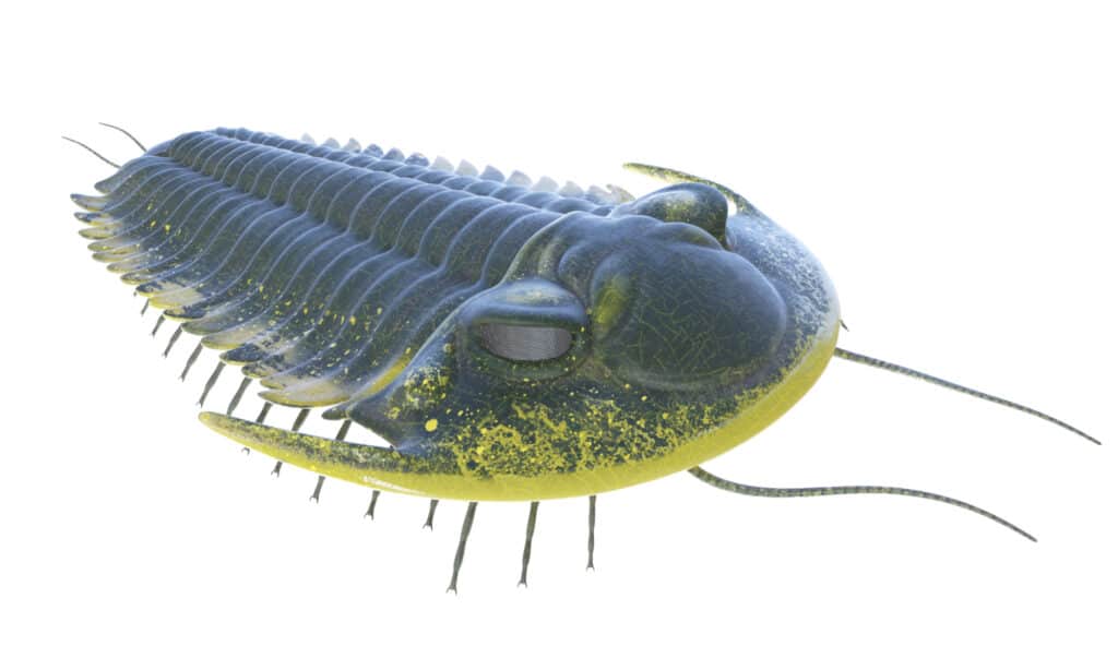 trilobato