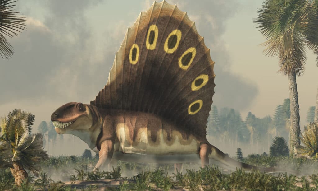 dimetrodon