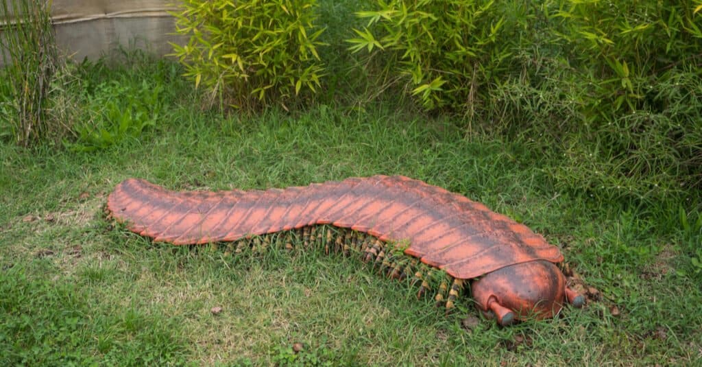 Insetti giganti - Arthropleura