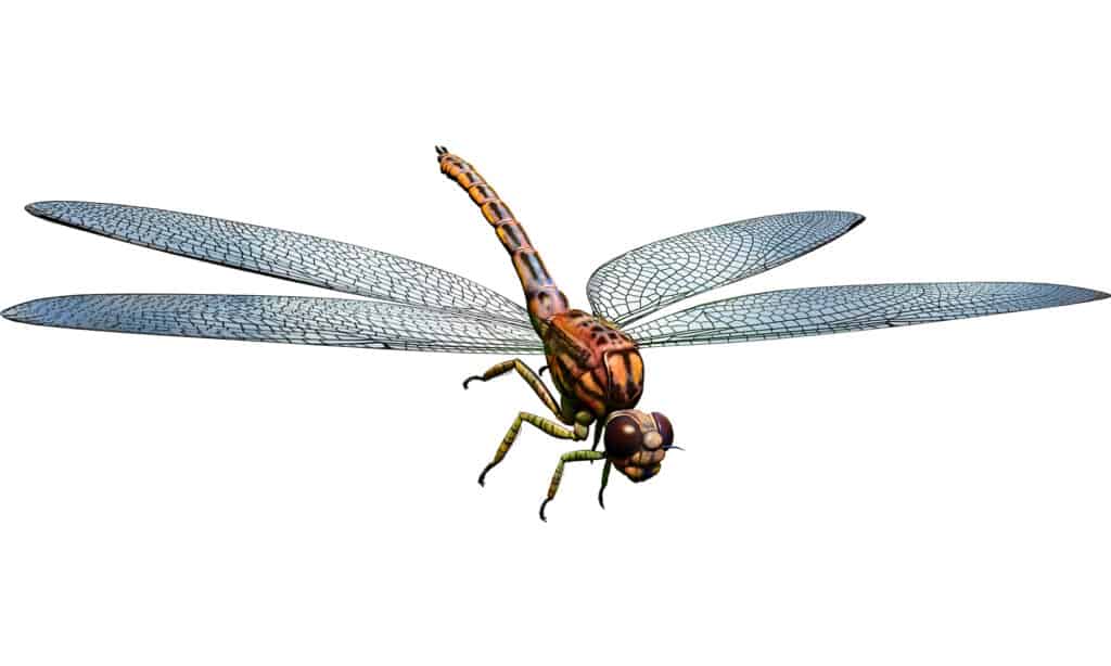 Illustrazione 3D di Meganeura su sfondo bianco