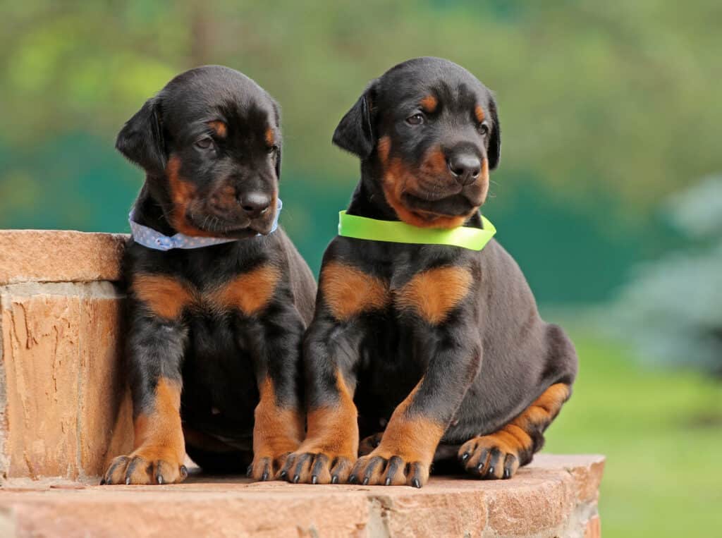 cuccioli di dobermann