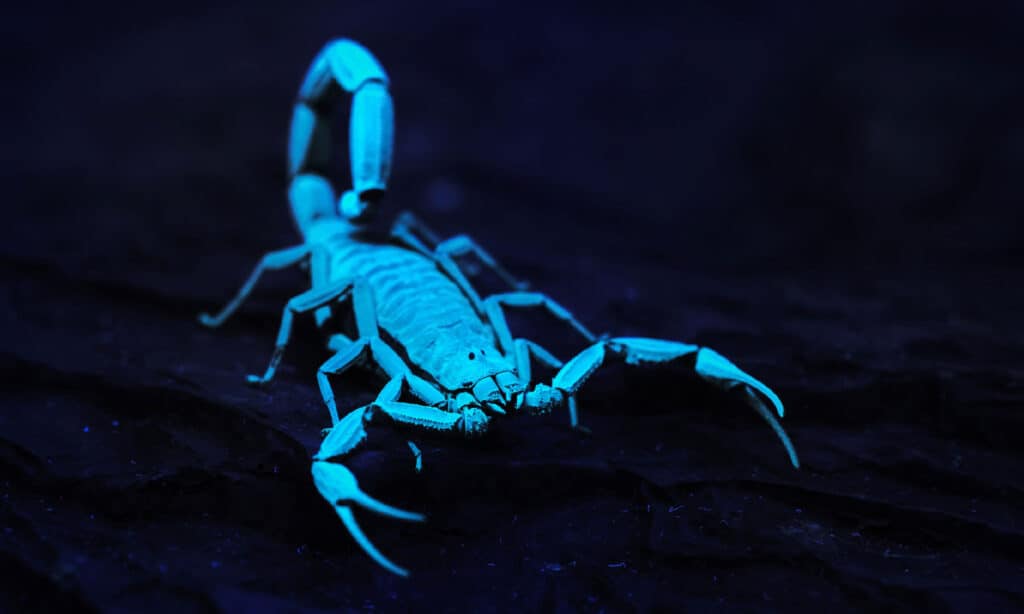 Quante zampe hanno gli scorpioni?  5 Fatti Interessanti Sui Corpi Di Scorpione