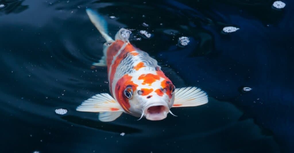 Pesci Koi che nuotano nello stagno.