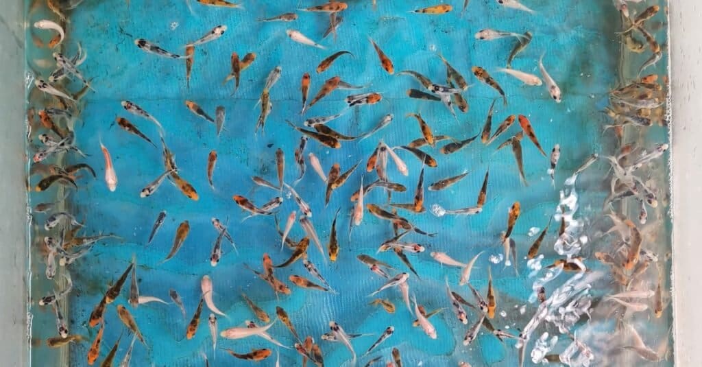 Baby koi fish, circa 1 mese dopo la nascita, in un acquario.