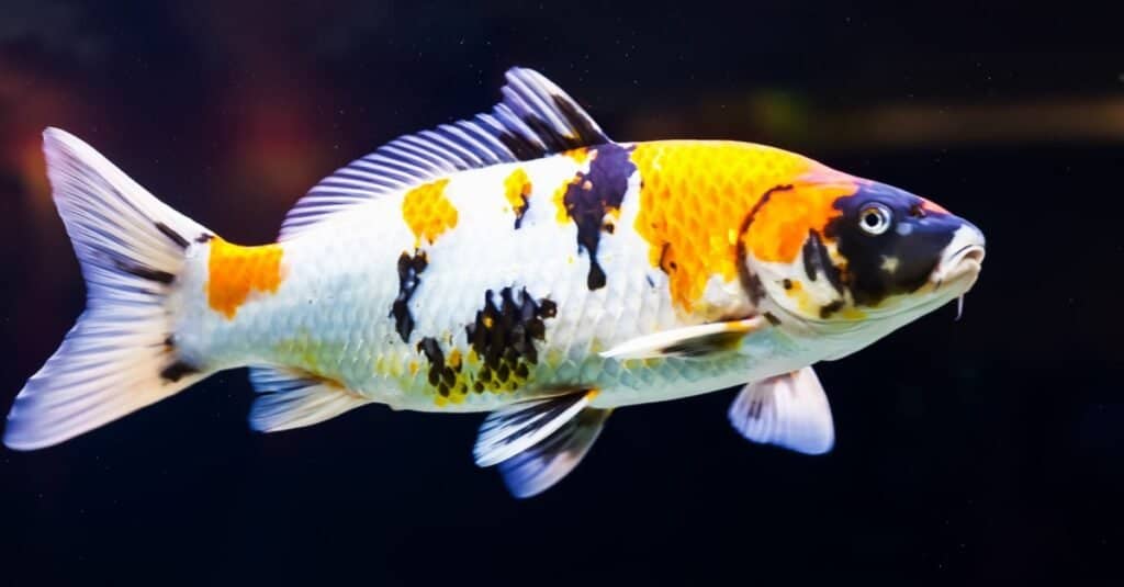 Bellissimo koi giallo e nero che nuota in uno stagno.