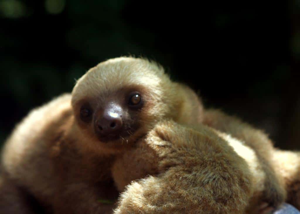 Un cucciolo di bradipo.