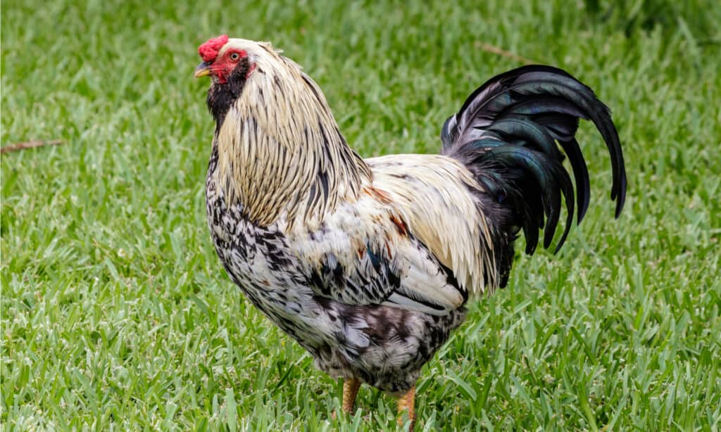 vermifugo per pollo