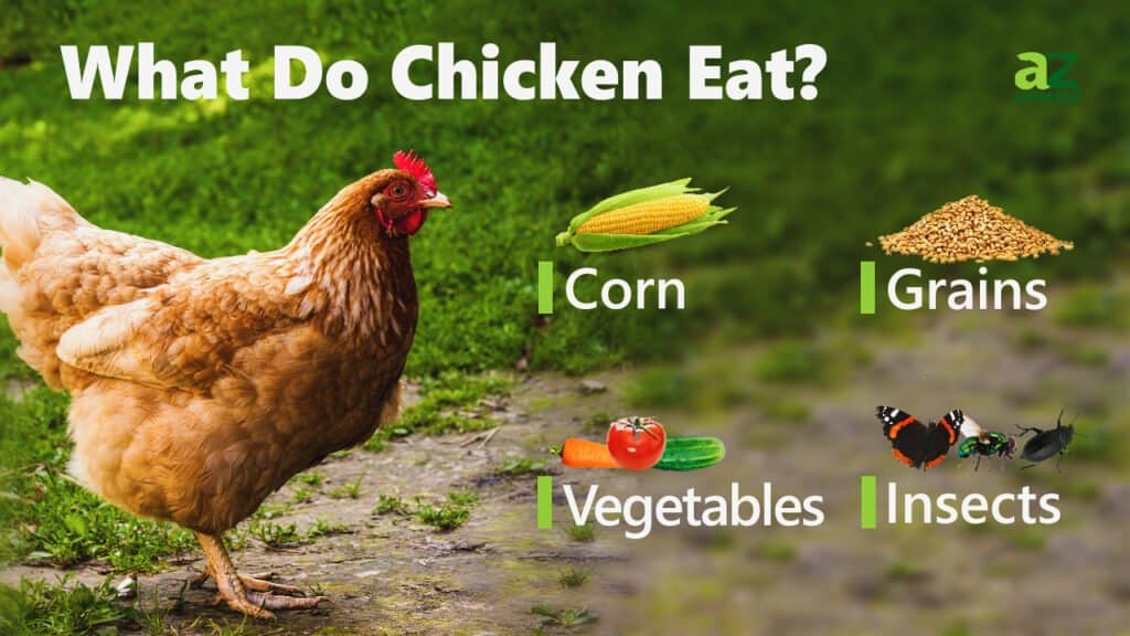 Cosa mangia il pollo