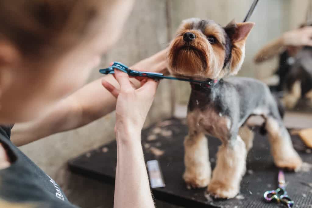 cane in fase di toelettatura