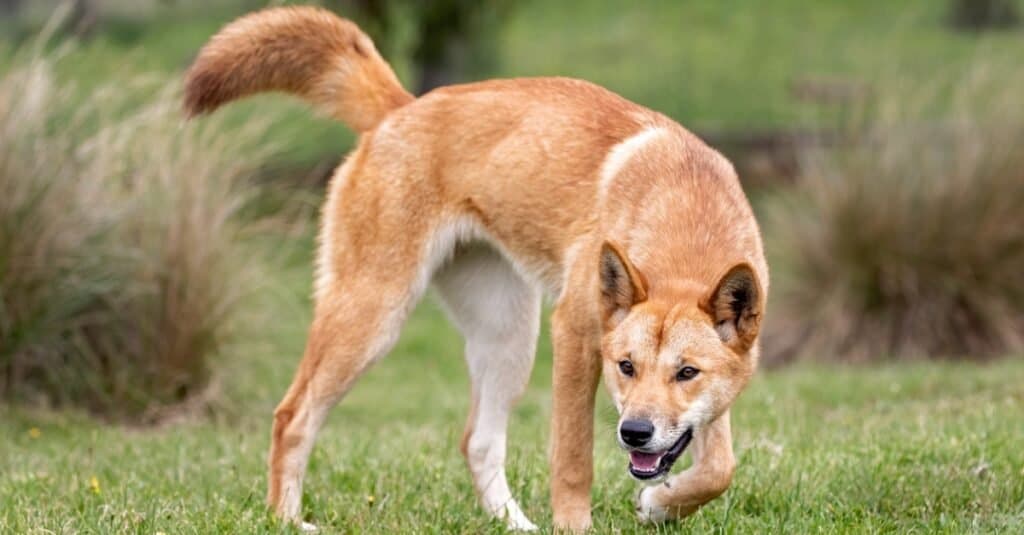 Tipi di cani selvatici