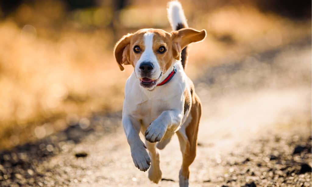 miglior cibo per cani per beagle