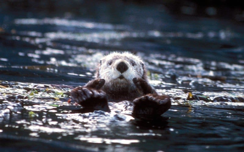 lontra