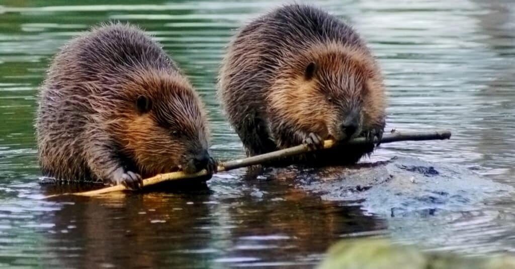 Cosa mangiano i castori - castoro con ramoscello