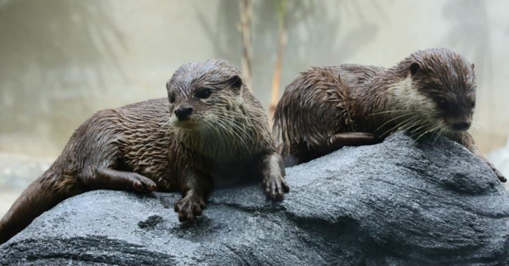 Due cuccioli di castoro che giocano