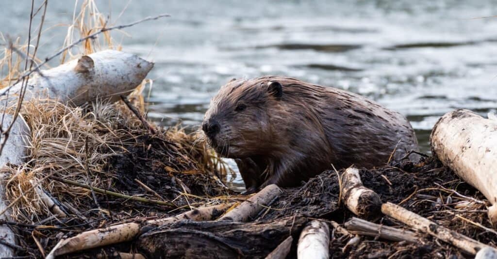 Una specie di roditore, un grosso castoro che cammina sulla diga del castoro.