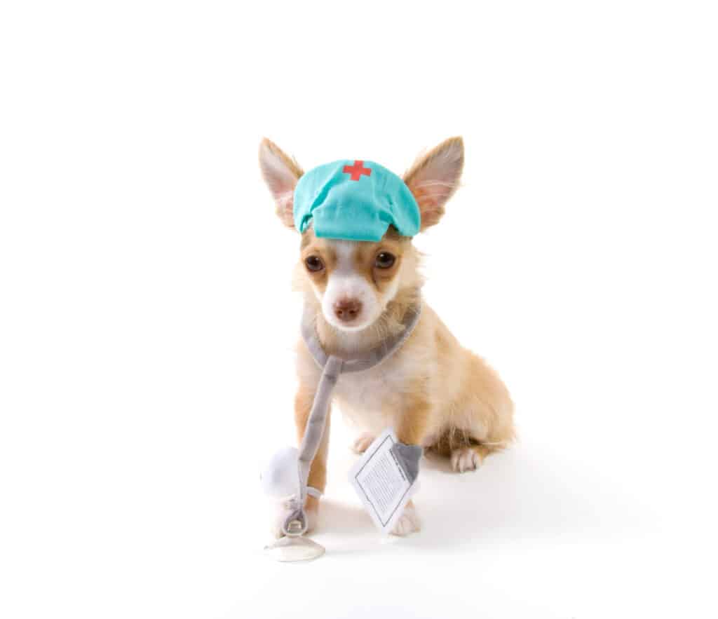 chihuahua in abito medico