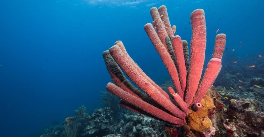Cosa mangiano le spugne - spugna nell'oceano