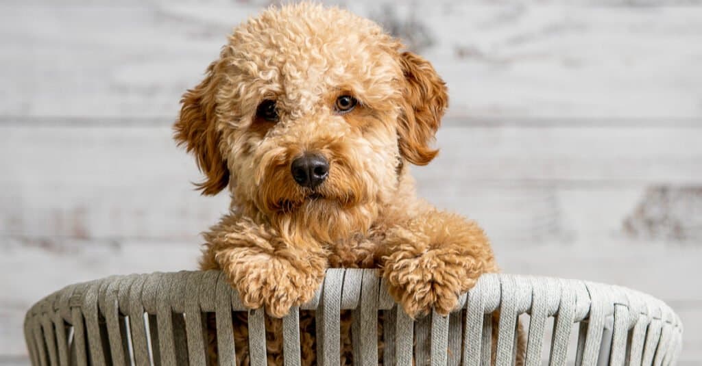 Quanto sono grandi i Mini Goldendoodles - Mini Goldendoodle