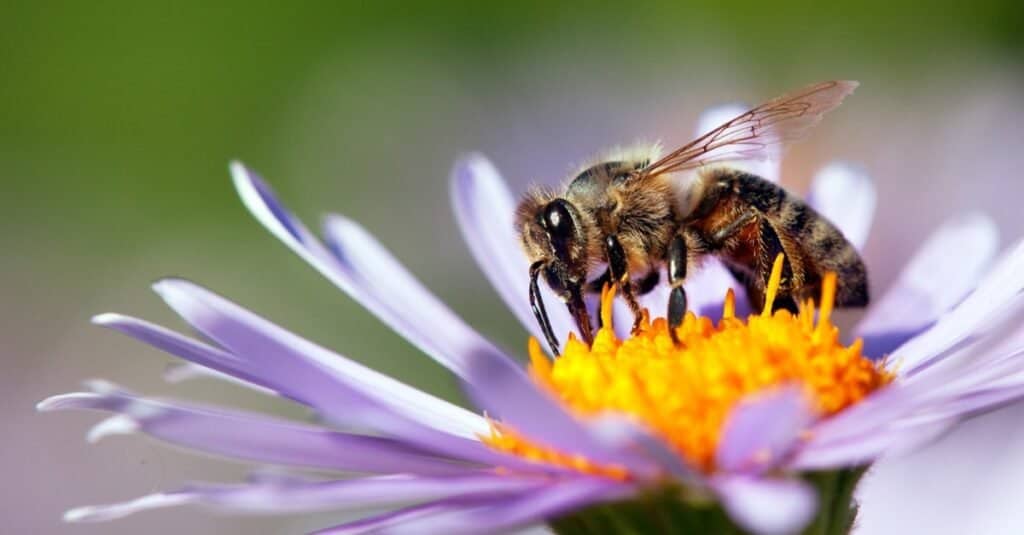 Ci sono circa 16.000 diverse specie di api