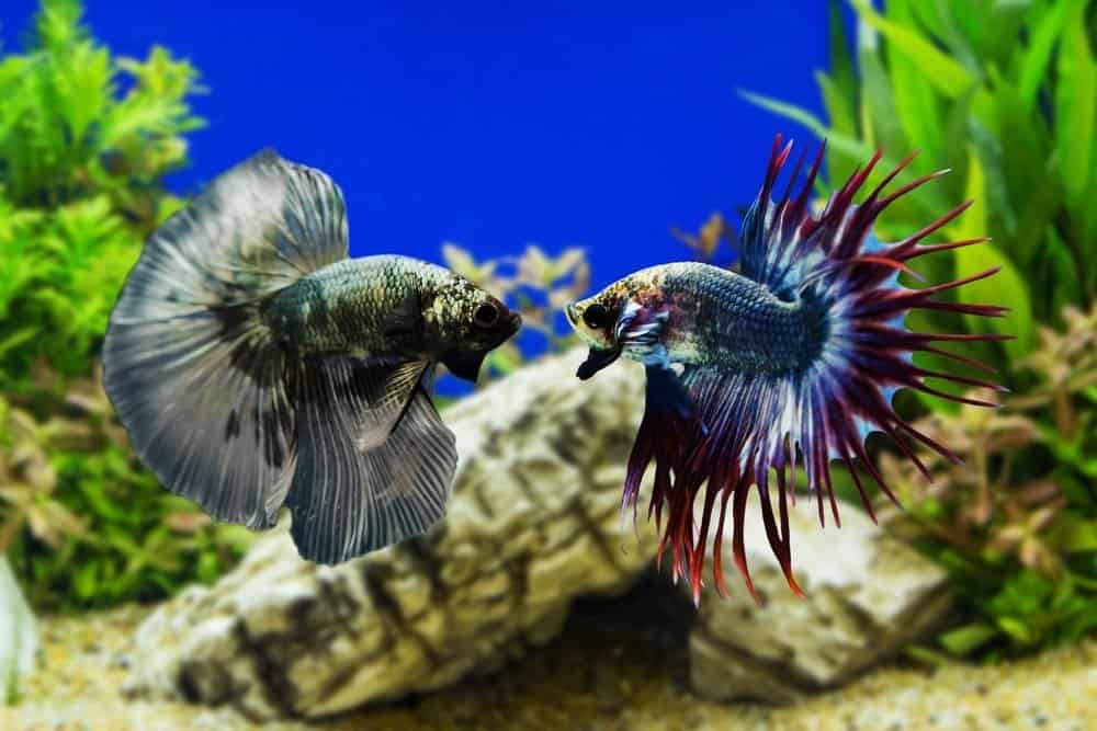 Pesce Betta, pesce combattente siamese con piante verdi