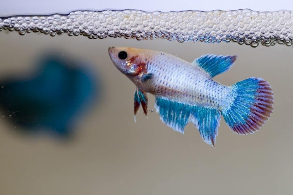 Una femmina siamese di pesce combattente che custodisce le sue uova appena deposte tra il nido di bolle.