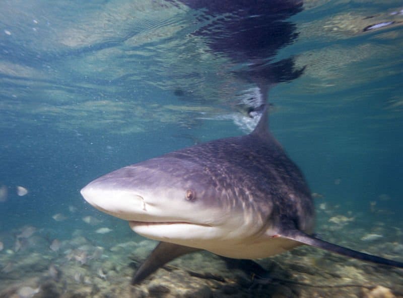 Fatti dello squalo toro - uno squalo toro sott'acqua