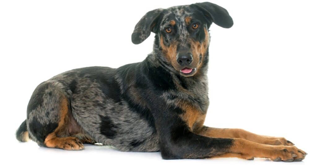 Beauceron isolato