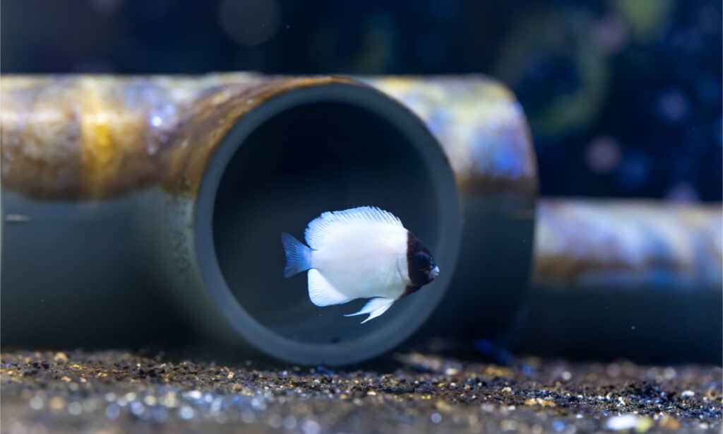 Pesce angelo mascherato