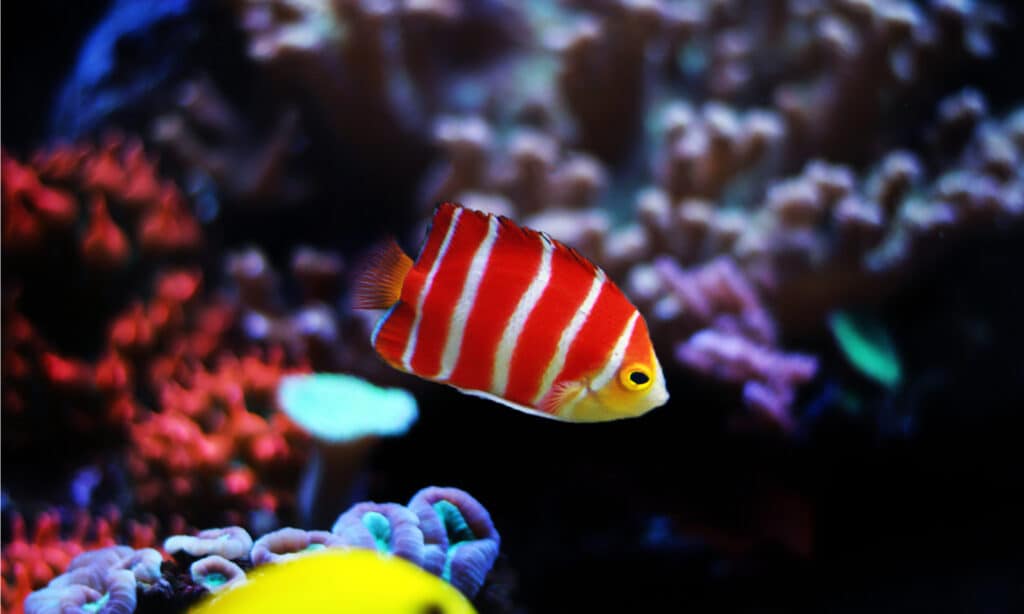 La parte anteriore del corpo del pesce angelo menta piperita è ricurva in un muso, mentre le pinne posteriori sono di forma quadrata.
