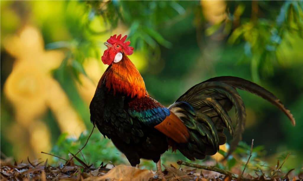 Red Junglefowl - Gallus gallus uccello tropicale della famiglia Phasianidae.  È il principale progenitore del pollo domestico (Gallus gallus domesticus).