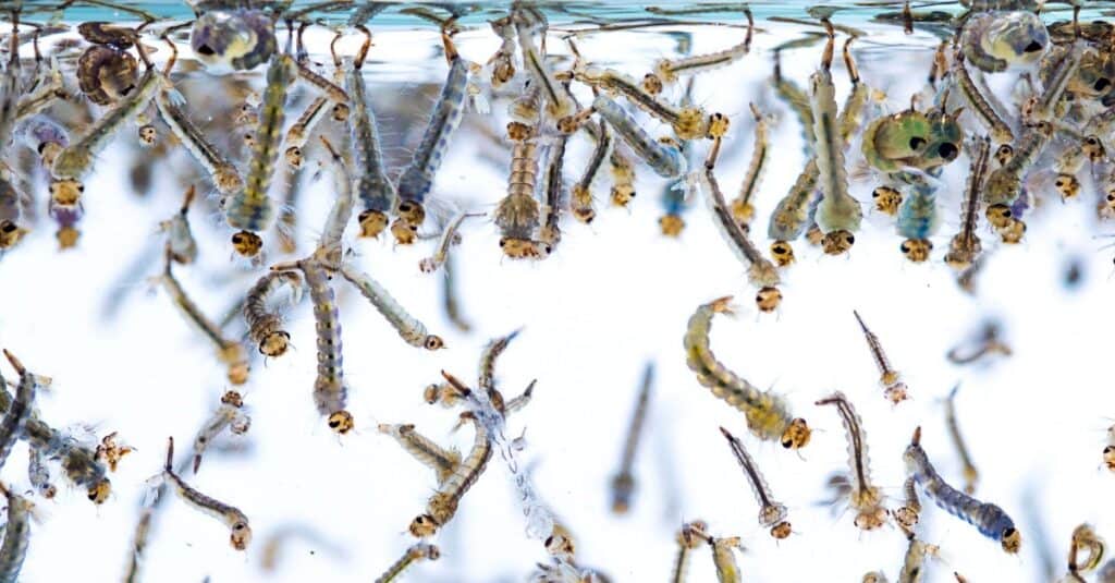 Larve di zanzara che nuotano nell'acqua.