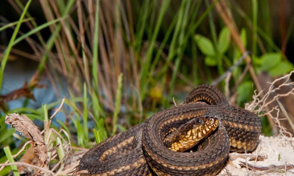 I serpenti delle paludi salmastre predano principalmente pesci e granchi che trovano nelle pozze di marea causate dalla marea che si ritira.