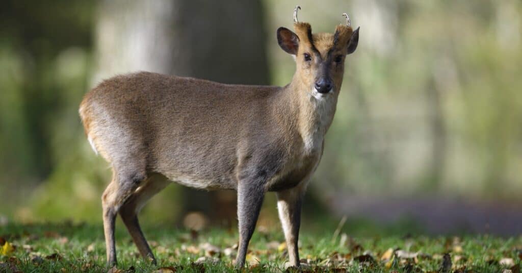 Un muntjac cinese maschio, Muntiacus reevesi, in Galles.