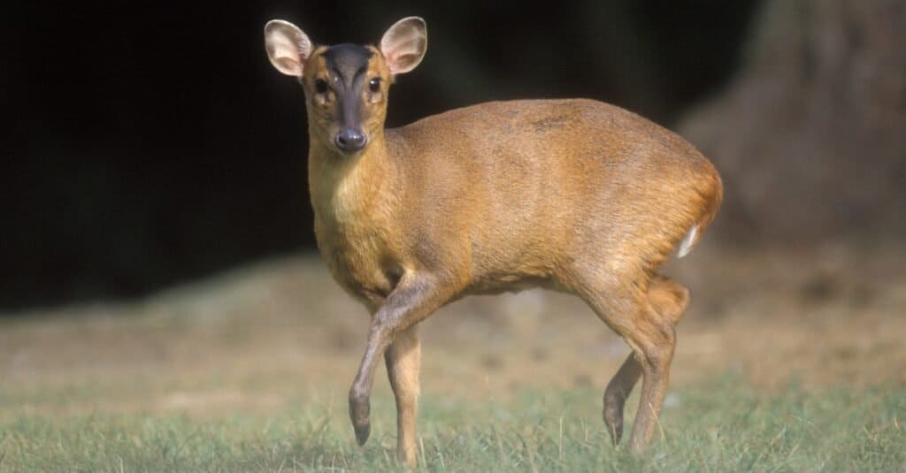 Muntjac sull'erba nei boschi.