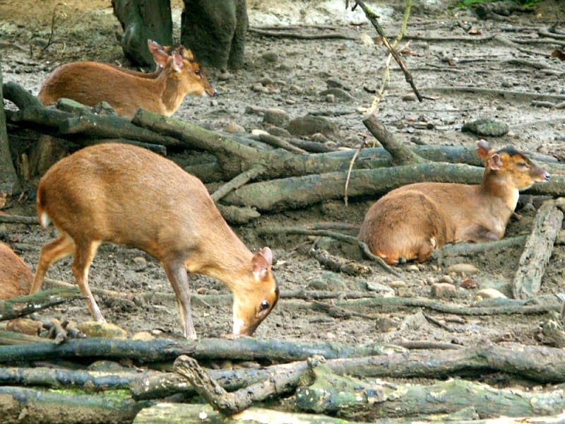 Formosan Reeves muntjac (animali endemici di Taiwan)