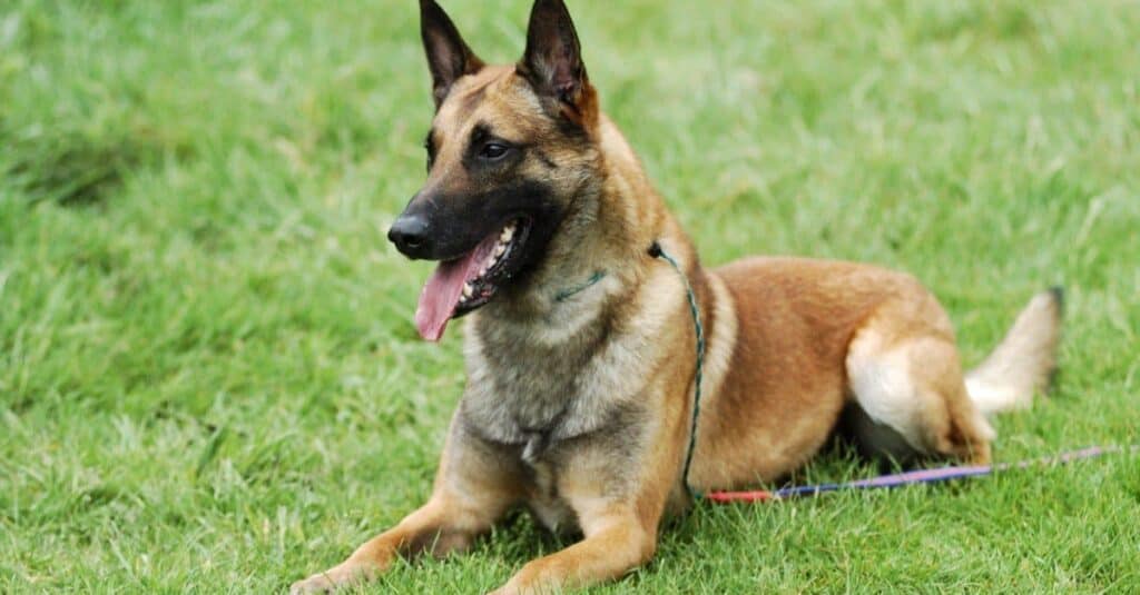 Le migliori razze di cani da proteggere dai leoni di montagna