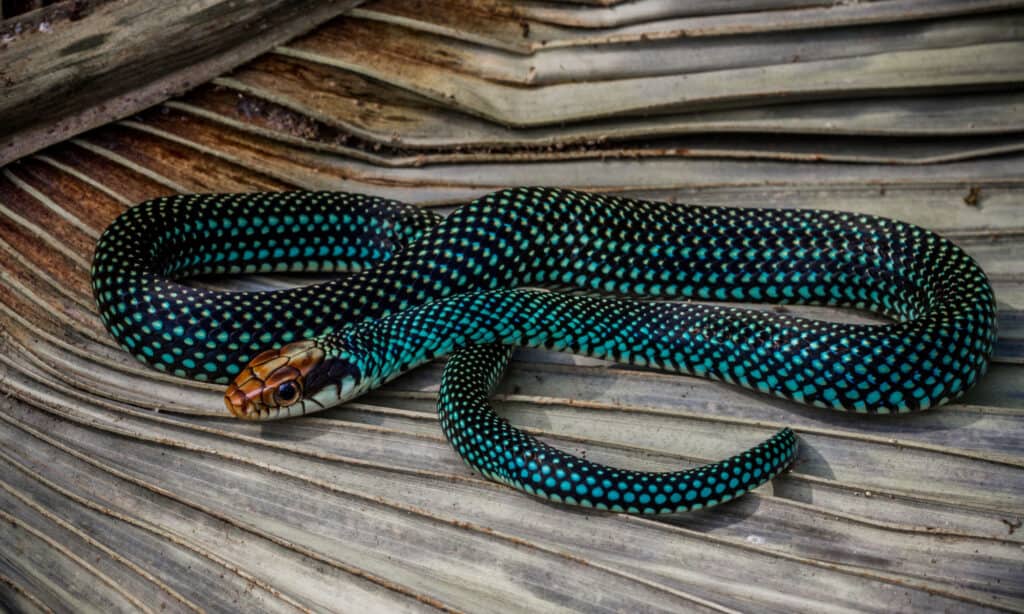 Serpente da corsa maculato