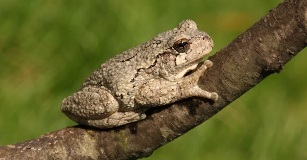 Gray Tree Frog (Hyla versicolor) su un albero con uno sfondo verde